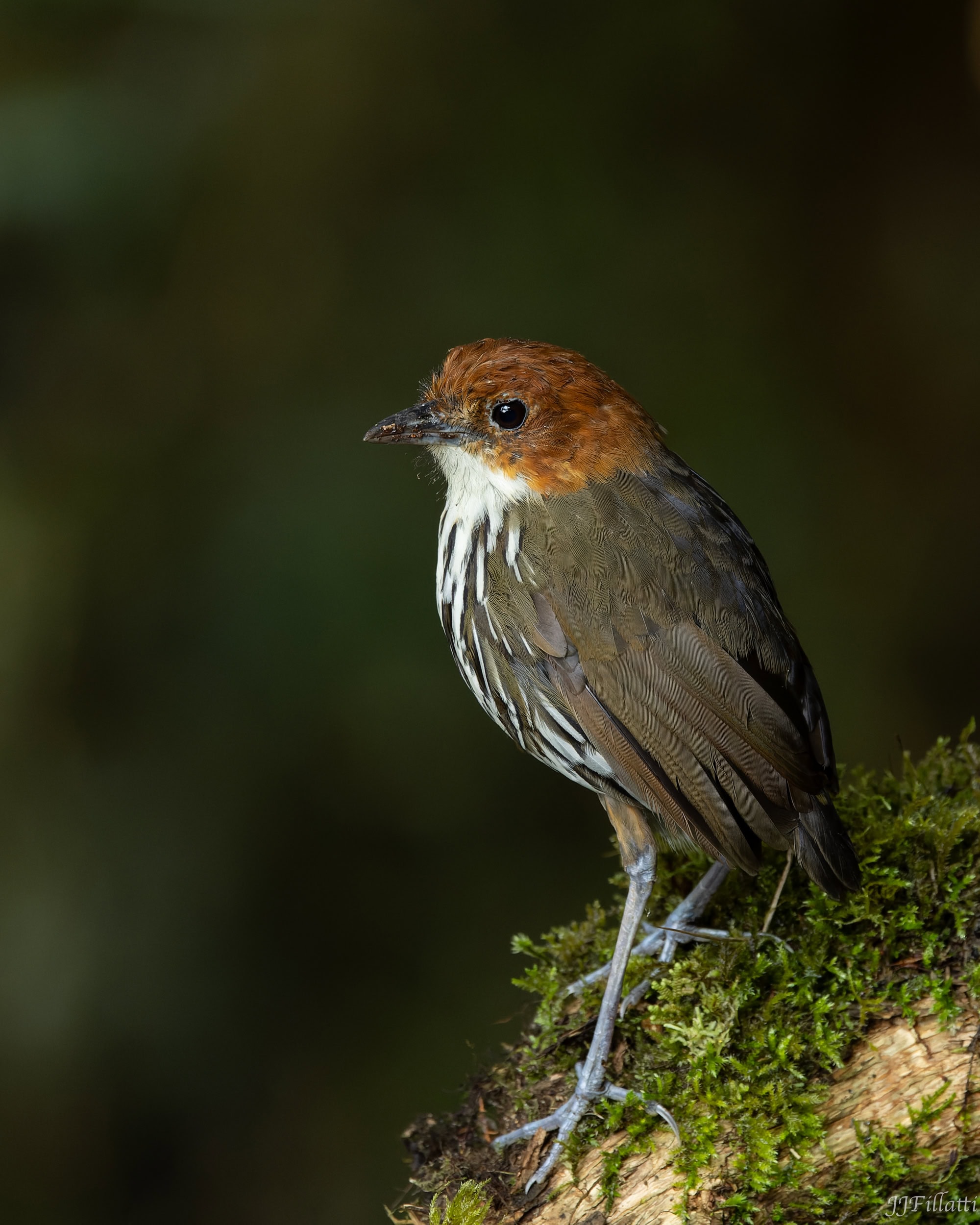 bird of colombia image 22